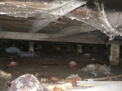 Dirty, moldy, crawlspace